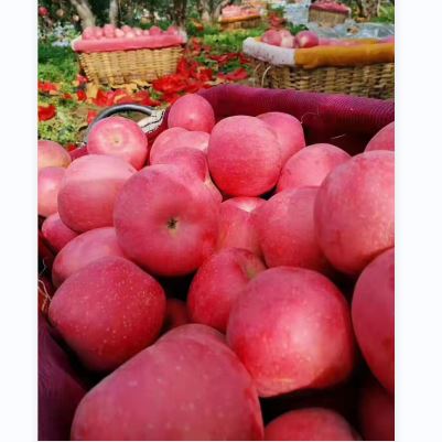 山東煙臺(tái)正宗紅富士蘋(píng)果