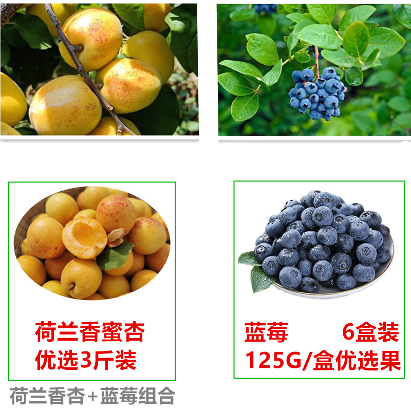 荷蘭香杏+藍(lán)莓組合