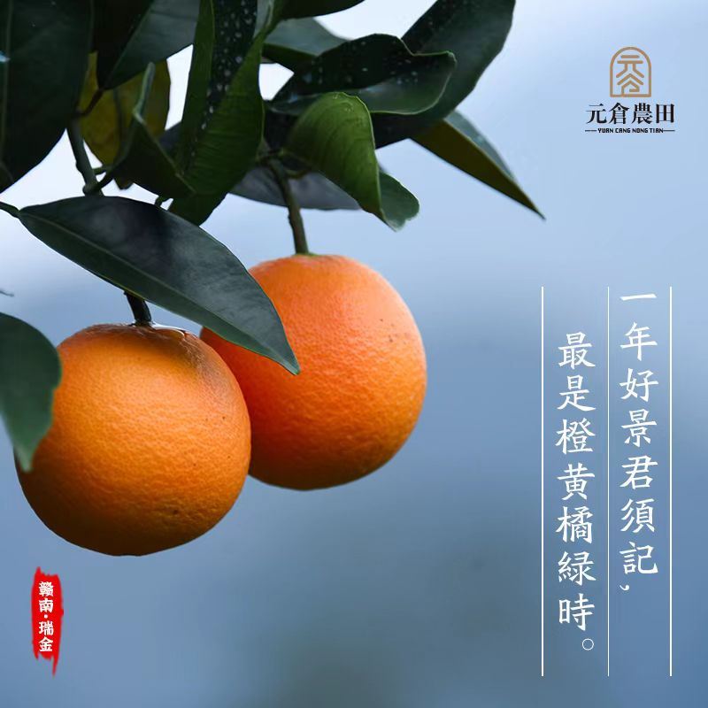 元仓农田赣南脐橙