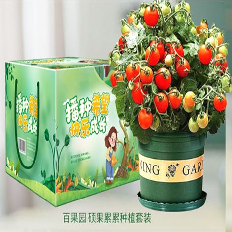 硕果累累种植套装-番茄