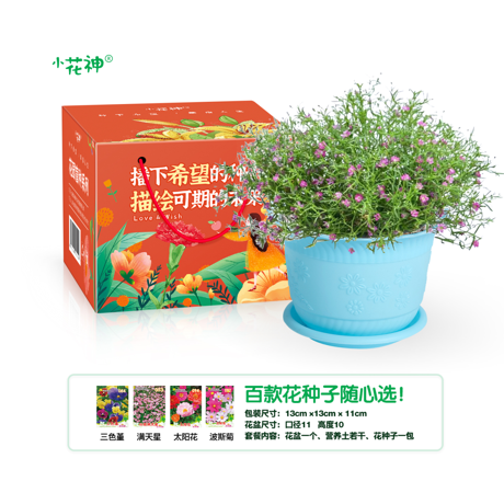 牵牛花种植套装