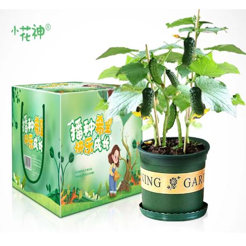硕果累累种植套装-黄瓜