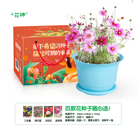 波斯菊种植套装