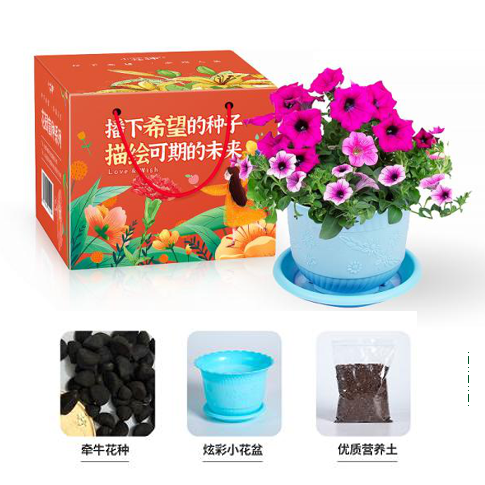 牵牛花种植套装