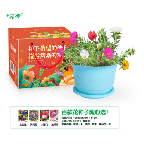 太阳花花种植套装