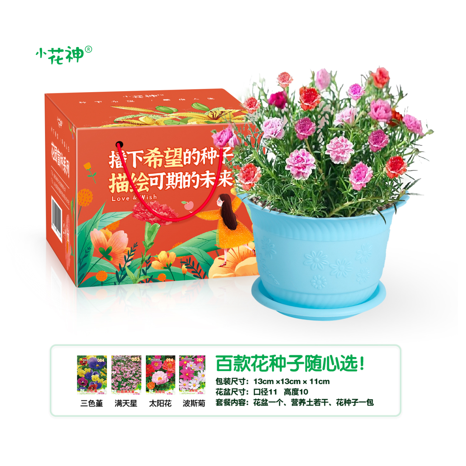 太阳花种植套装