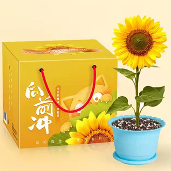 向前冲向日葵趣味种植套装