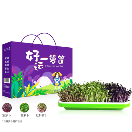 好运一箩筐萝卜发芽菜