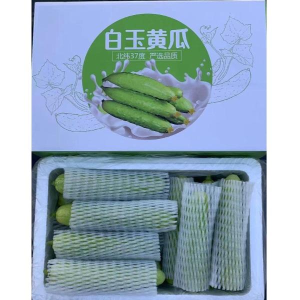 民间造物山东烟台白玉黄瓜净重4.5斤
