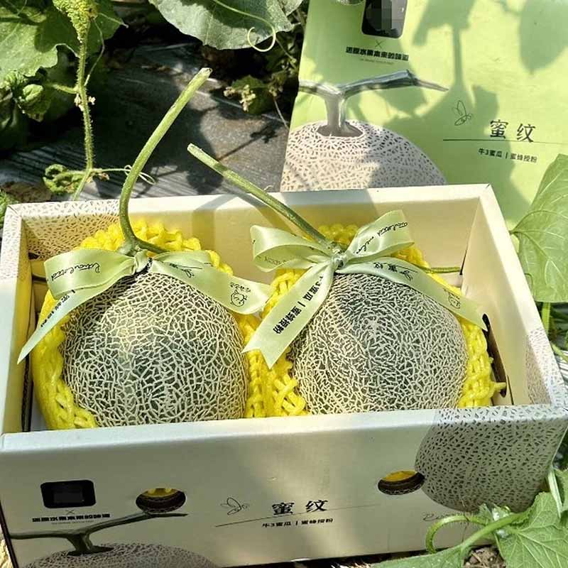 吃海茫茫牛3蜜瓜