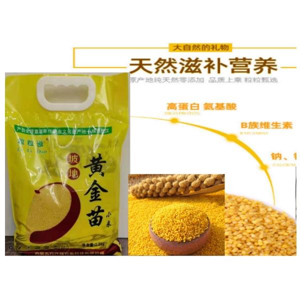 赤峰坡地黄金苗小米